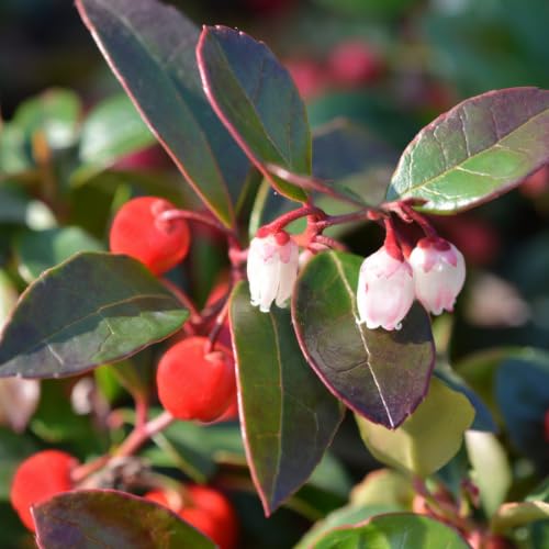 Gaultheria Cherry Plant, 4 to 8 Inch Tall Teaberry Plant, Fragrant Leaves, Red Berries Plants for Indoor Outdoor Garden