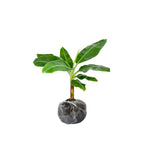 Banana Trees Live Plants from 4 to 6 Inc Long, Basjoo Banana Plants Live for Planting Gardening Outdoor and Indoor, 1 Plant