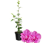 Pink Rose of Sharon Plant, Hardy Hibiscus Bush Shrub Well-Rooted 7-13" Tall Althea Shrub with Summer Blooms for Outdoor Landscape