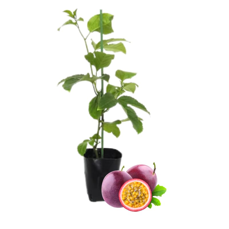 Purple Passion Fruit Plant Live, Tropical Fruit Vine for Planting, 5-10" Tall, Sweet Edible Fruits