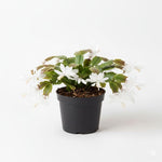 White Christmas Cactus Plants Live in 4 Inch Pot, Perennial Christmas Thanksgiving Cactus Plants Potted, Vibrant Flower Holiday Houseplant Indoors Outdoors