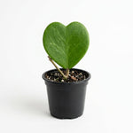 Kerrii Hoya Plant Live, 3-5 Inc Tall, Easy Care Succulent Houseplant, Kerrii Hoya Live Plant for Indoor Outdoor Growing