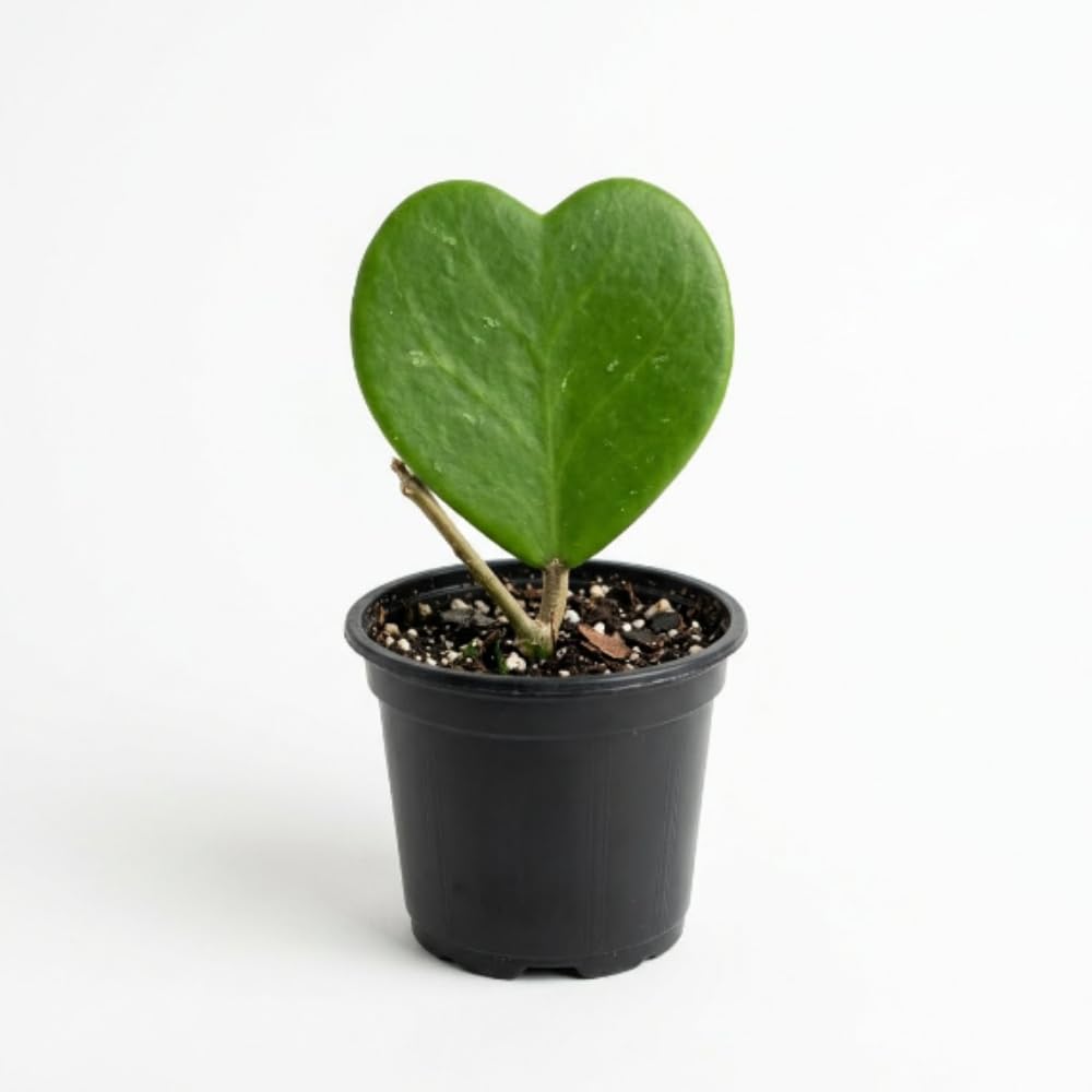 Kerrii Hoya Plant Live, 3-5 Inc Tall, Easy Care Succulent Houseplant, Kerrii Hoya Live Plant for Indoor Outdoor Growing