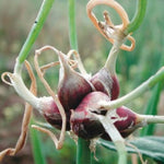3 Egyptian Walking Onion Live Plants, Onion Tree Outdoor Planting, Winter Hardy Rare Fresh Heirloom Allium Winter, Onions Vegetable
