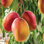 Glenn Mango Tree Live Plant Grafted, 14 to 18 Inches Tall in Pot, Ready to Bear Fruit in 1 Year, Sweet Mango Tree for Planting