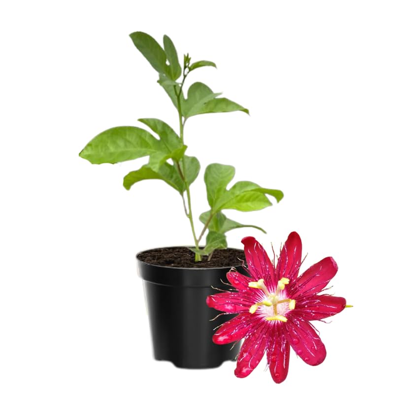 Passion Flower Plant Live, 5 to 8 Inch Tall Passiflora Vine, Fragrant Climbing Plant for Garden or Trellis, No Pot, Well-Rooted (Red Passion Flower)