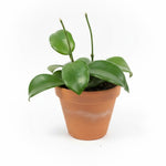 Green Hoya Live Plant, Hoya Plants Live Houseplants, 3.25 Inches Pot, Air-Purifying Plant for Home Office Decor, 4 to 6 Inches Tall