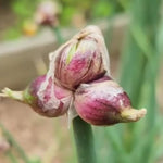 6 Tree Onion Egyptian Walking Onion Live Plants for Planting Outdoors, Rare Fresh Heirloom Allium Winter Onions Vegetable Plant, Not Bulbs