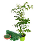 Moringa Live Plant, 16-24 Inch Malunggay Trees Live Plants, Perennial Moringa Plants Live in Pot