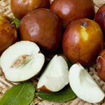 Li Jujube Tree, 8-14" Tall, Cold Hardy Jujube Tree Live Plant, Perennial Sweet Fruit Plants