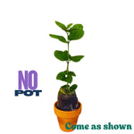 3 Climbing Jasmine Live Plants for Indoor Outdoor Planting, Frostproof Jasmine Plants Live, Fragrant, 5-8" in Tall, Hardy