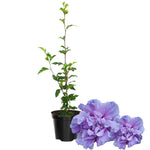 Rose of Sharon Plant, Hardy Hibiscus Bush Shrub Well-Rooted 7-13" Tall Althea Shrub with Summer Blooms for Outdoor Landscape