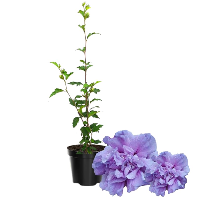 Rose of Sharon Plant, Hardy Hibiscus Bush Shrub Well-Rooted 7-13" Tall Althea Shrub with Summer Blooms for Outdoor Landscape