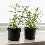 Set 2 Pots Rosemary Plants Live, 4 Inch Pot, 6 to 8 Inches Tall Live Rosemary Plants in Pot, Hardy Perennial Herb, 2 Plants per Pot