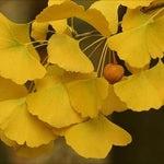 Ginkgo Tree Plant Live 8 Months Old Seedlings, Well Rooted, Ready to Grow, Dormant Focus on Roots Systems, Spring Bud-Break