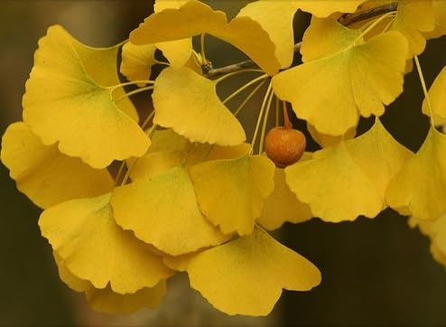 Ginkgo Tree Plant Live 8 Months Old Seedlings, Well Rooted, Ready to Grow, Dormant Focus on Roots Systems, Spring Bud-Break