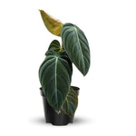 Melanochrysum Philodendron Plant Live, Rare Tropical Variegated Live Indoor Houseplant, Starter Plants No Pot, 5-9" in Tall