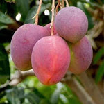 Live Red Mango Tree Live Plant, 8 to 16 Inc in Pot, Sweet Mango Seedling for Growing Outside