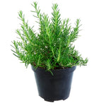 Rosemary Plants Live in Pot, 6 to 8 Inches Tall Fragrant Herb Rosemary Plant Indoor Outdoor Plant, 2 Plants per Pot