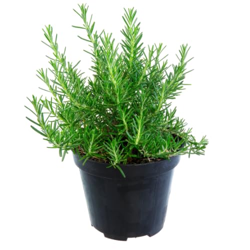 Rosemary Plants Live in Pot, 6 to 8 Inches Tall Fragrant Herb Rosemary Plant Indoor Outdoor Plant, 2 Plants per Pot