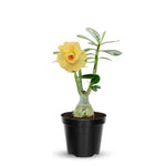 Adenium Desert Rose Plant Live, Desert Rose Live Plant, 4 to 6 Inc Tall (Double Yellow)