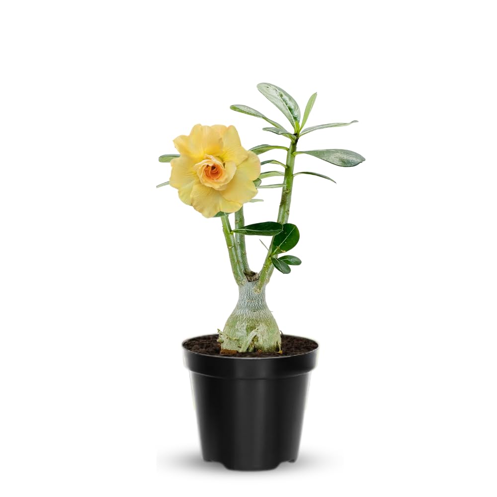 Adenium Desert Rose Plant Live, Desert Rose Live Plant, 4 to 6 Inc Tall (Double Yellow)