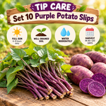 10 Purple Potato Slips Live Plants, Sweet Potato Garden Starters, Vegetable Plant