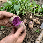 10 Purple Potato Slips Live Plants, Sweet Potato Garden Starters, Vegetable Plant