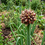 20 Walking Onion Bulbs for Garden, High Yield Perennial Onions Topsets