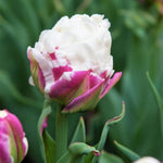 Ice Cream Tulip Bulbs, Spring Blooms Flowers, 5 Bulbs per Pack, Plant in Gardens, Borders & Flowerbeds