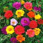 Mix Moss Rose Plants Live, 3 to 5 Inc Tall, Moss Rose Portulaca Plants, Ground Cover Plant Garden