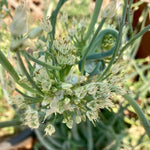 3 Egyptian Walking Onion Live Plants for Outdoor Planting, Set 3 Plants of Second Year, Winter Hardy Rare Fresh Heirloom Allium Winter, Top Size Onions Vegetable