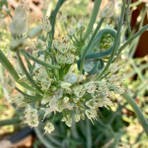 3 Egyptian Walking Onion Live Plants for Outdoor Planting, Set 3 Plants of Second Year, Winter Hardy Rare Fresh Heirloom Allium Winter, Top Size Onions Vegetable