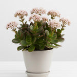 Spring Crassula Succulent Plants Live in 2" Pot, 3-5 Inches Tall, Rare Houseplant for Indoor Outdoor Planting