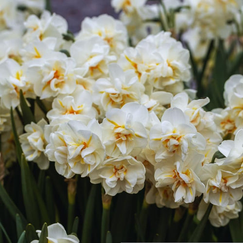 10 Daffodil Bulbs for Spring Planting, Mix Double Daffodils Bulbs for Planting, Flower Bulb