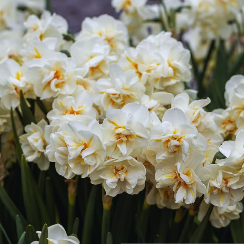 10 Mix Daffodil Bulbs for Spring Planting, Double Daffodils Bulbs for Planting, Flower Bulb Gardening Outdoor Indoor