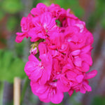 2 Geranium Plants Live, Geranium Live Plants 5 to 8 Inc Tall Seedling, Live Geranium Plant Tree Live (Pink)
