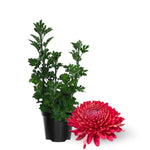Chrysanthemum Flower Plant, Red Mums Plant Live for Gardening, 5 to 7 Inc Long Well Rooted Mum Live Plant