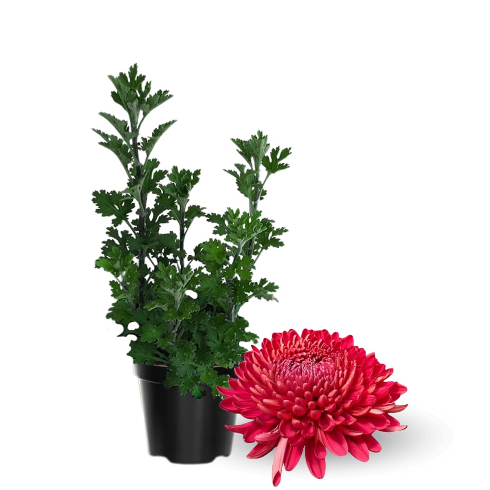 Chrysanthemum Flower Plant, Red Mums Plant Live for Gardening, 5 to 7 Inc Long Well Rooted Mum Live Plant