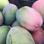 Coconut Cream Mango Tree Live Plant Grafted, 14 to 18 Inches Tall in Pot, Ready to Bear Fruit in 1 Year, Sweet Mango Tree for Planting