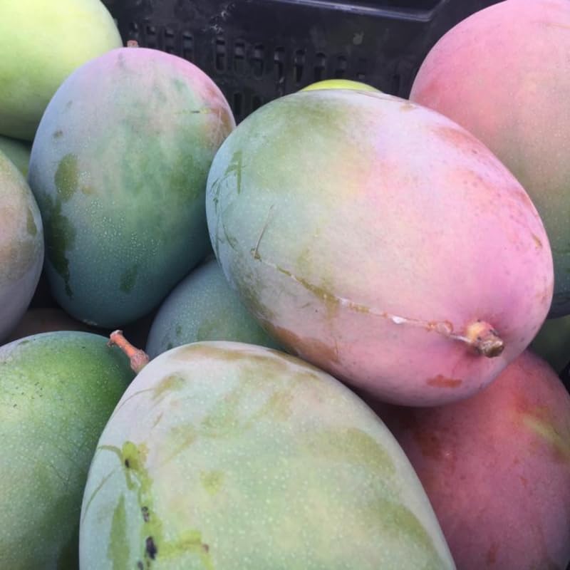 Coconut Cream Mango Tree Live Plant Grafted, 14 to 18 Inches Tall in Pot, Ready to Bear Fruit in 1 Year, Sweet Mango Tree for Planting