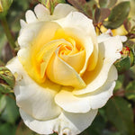 Rose Plant Live, Roses Bush for Outdoor Garden, 5-10 Inch Tall, Ornamental Flowering Shrub with Fragrant Blooms, Ready to Plant (Yellow Rose)