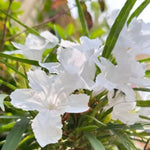 5 White Mexican Petunia Plants Live, 5-8" Tall Ruellia Simplex Hardy Petunia Seedlings for Outdoor Garden, Borders, Containers