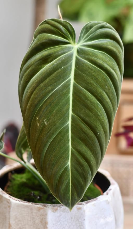 Variegated Philodendron Live Plant, Rare Indoor Houseplant Live Well Rooted 5-7 Inches, Container Growing, Home Office Decor (Giant Leaves Philodendron)