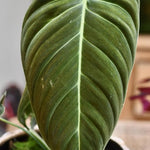 Variegated Philodendron Live Plant 4-8 Inches, Rare Indoor Houseplants for Container Growing (Long Leaves Philodendron)
