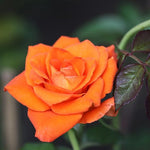 Rose Bush Live Plant, Hybrid Tea Rose Plant Live, 5-9 Inch Tall, Fragrant Flowers Tree, Well-Rooted 1 Year Old, No Pot (Orange Rose)