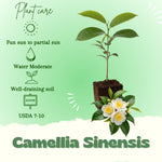 Camellia Plants Live, Camellia Sinensis Live Plant, Tea Tree Plant, Green Foliage Shrub for Planting, 5-7 Inches Tall