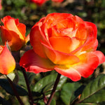 Rose Bush Live Plant, Hybrid Tea Rose Plant Live, 5-9 Inch Tall, Fragrant Flowers Tree, Well-Rooted 1 Year Old, No Pot (Rare Orange Rose)