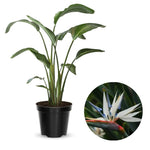 Bird of Paradise Plant Live, White Bird of Paradise Live Plant from 9 to 12 Inches Tall, Flower Bush Plant