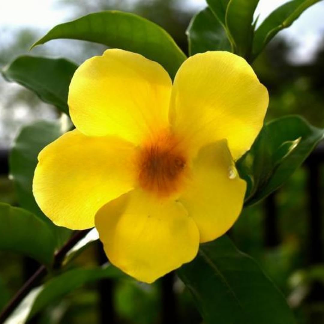 2 Yellow Mandevilla Bush Plants, 5 to 7 Inc in Height, Mandevilla Live Plant, Mandevilla Plants Live